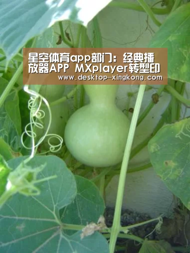 星空体育app团队